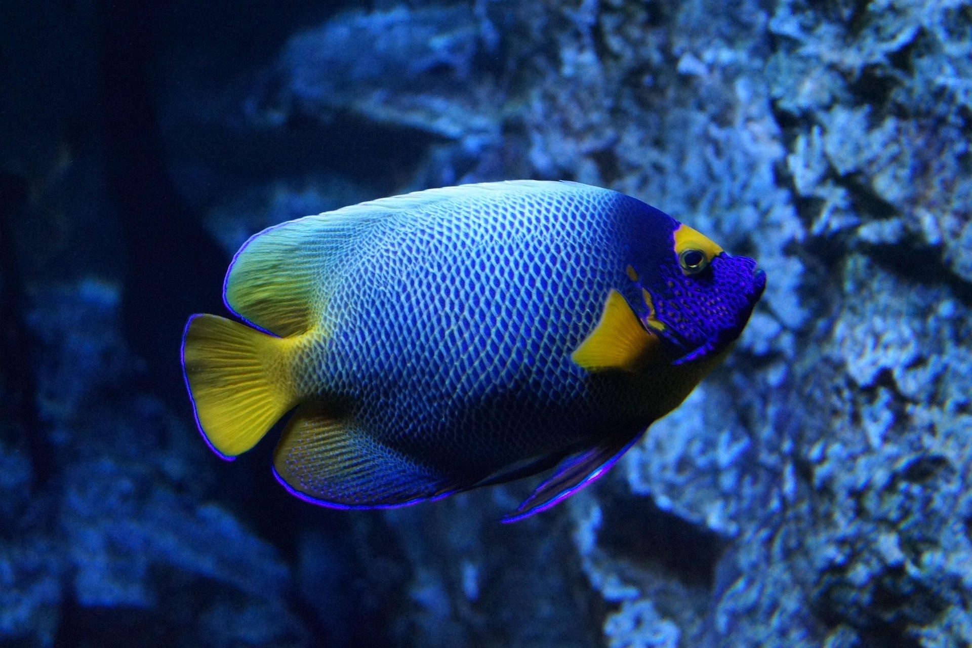 Happy Fish End